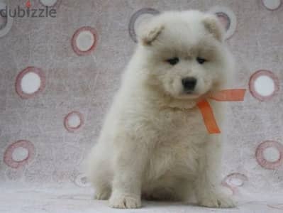 Samoyed puppy boy from Russia