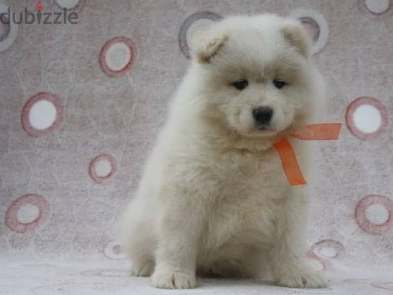 Samoyed puppy boy from Russia 0