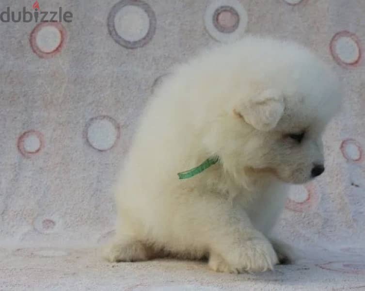 Samoyed puppy boy from Russia 1