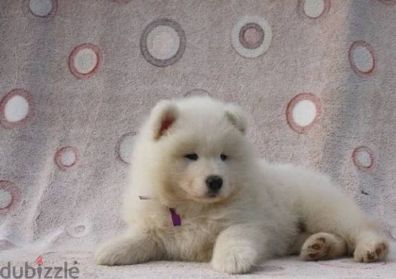 Samoyed puppy boy from Russia 2