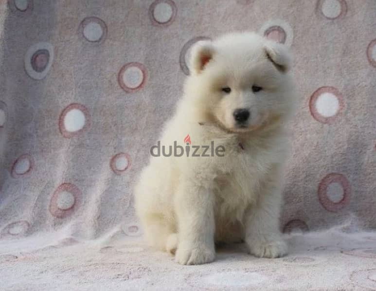 Samoyed puppy boy from Russia 3