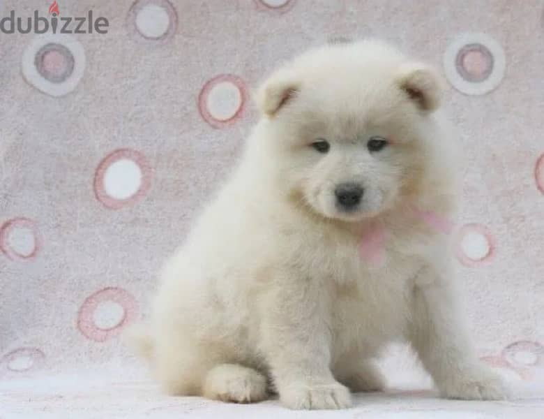 Samoyed puppy boy from Russia 4