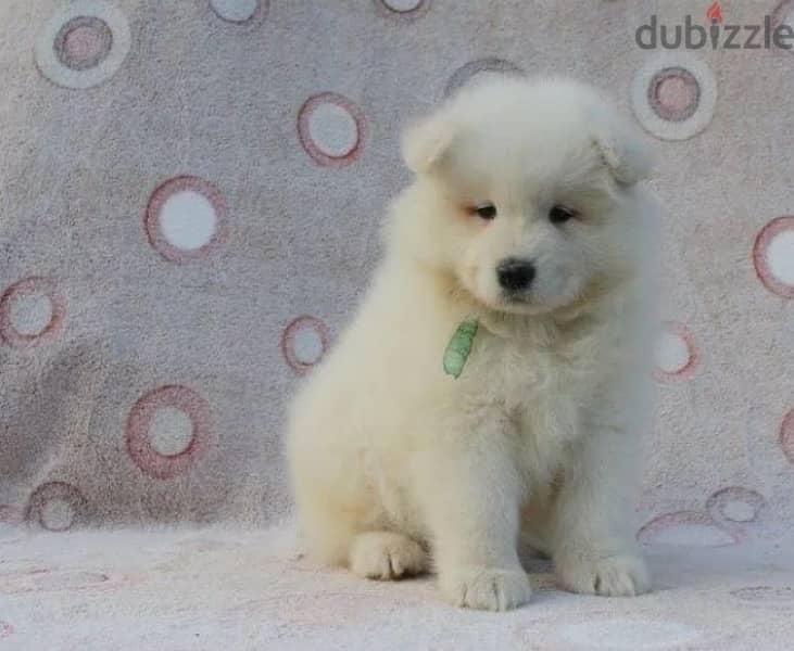 Samoyed puppy boy from Russia 6