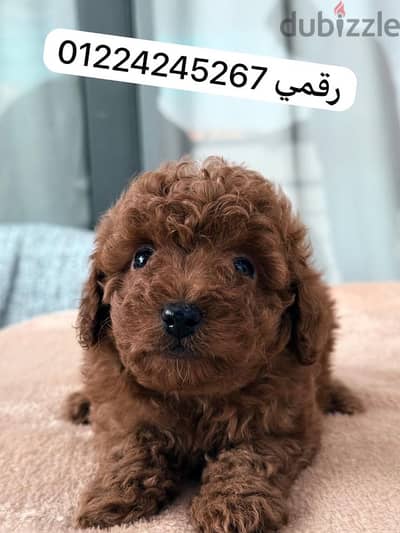 toy poodle