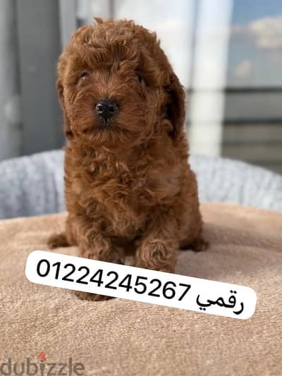 toy__poodle __45 days