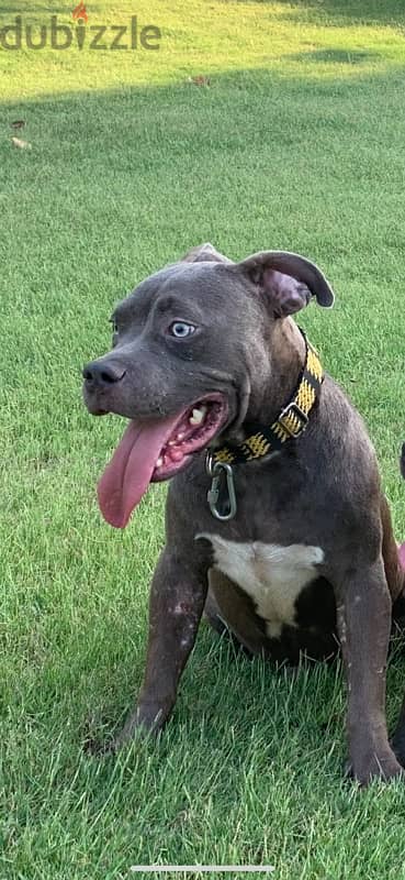 ذكر اميركان بولي ستاندرد american bully male