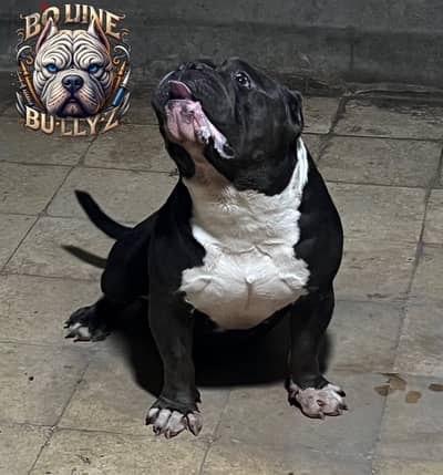 male American bully