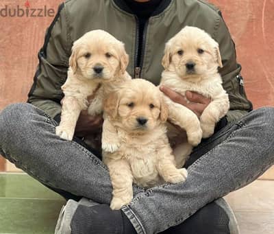 top quality of golden retriever puppies