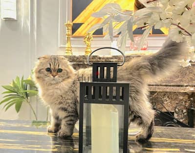 Scottish Fold Longhair Tiger