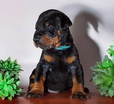 pedigree doberman puppy boy from Russia