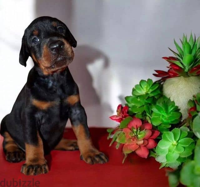 pedigree doberman puppy boy from Russia 1