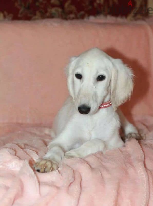 saluki puppy boy from Russia 0