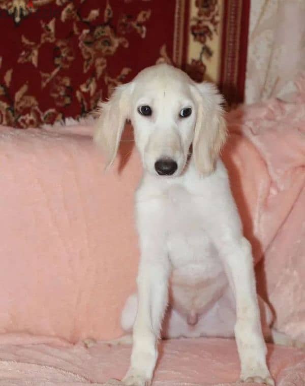 saluki puppy boy from Russia 1