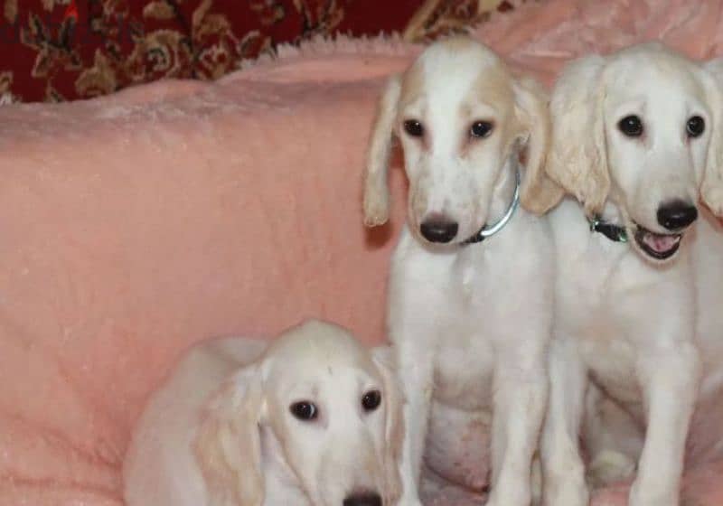 saluki puppy boy from Russia 2