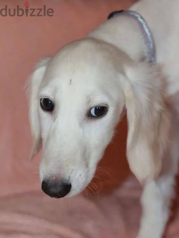 saluki puppy boy from Russia 3