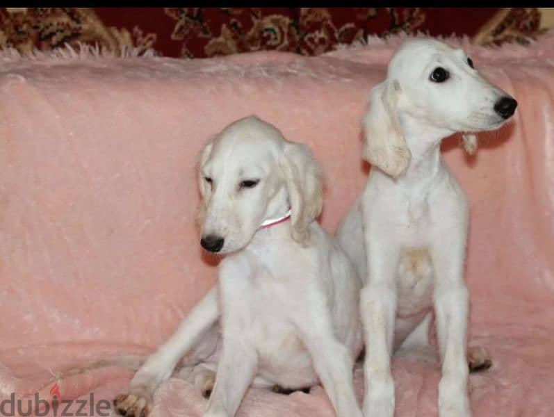 saluki puppy boy from Russia 4