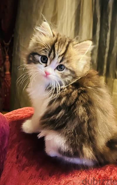 Kitten for Adoption - قطة ٤ شهور للتبنى