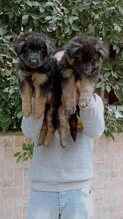 Germanshepard puppies اجمد جراوى جيرمن شيبرد