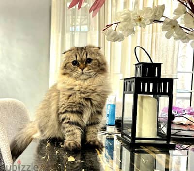 Scottish Fold Golden tabby