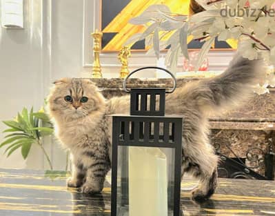 Scottish Fold Longhair Golden Tabby