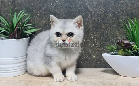 British Shorthair Silver Shaded