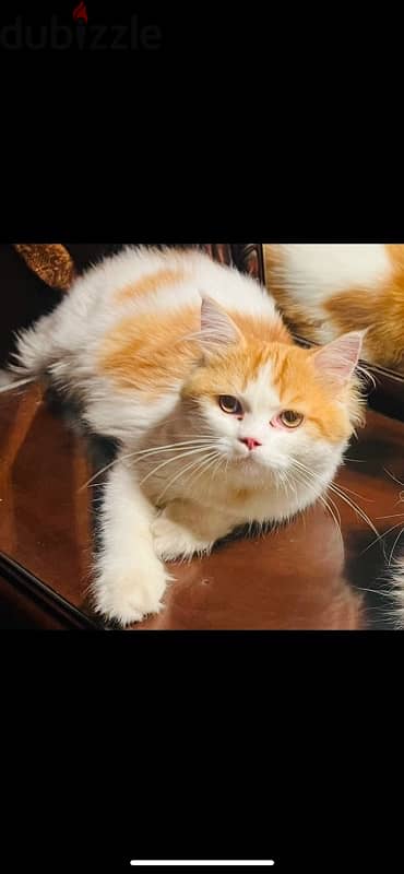 Male Cat for sale - قط سنة و نصف للبيع 2