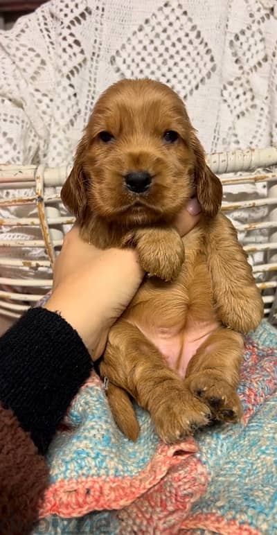 cocker spaniel puppies اجمل جراوي كوكر