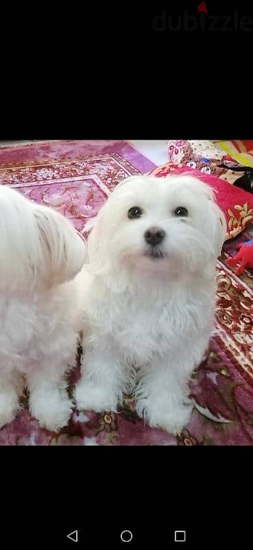 Mini Maltese female dog for adoptionكلب مينى مالتيز بنت للتبنى،