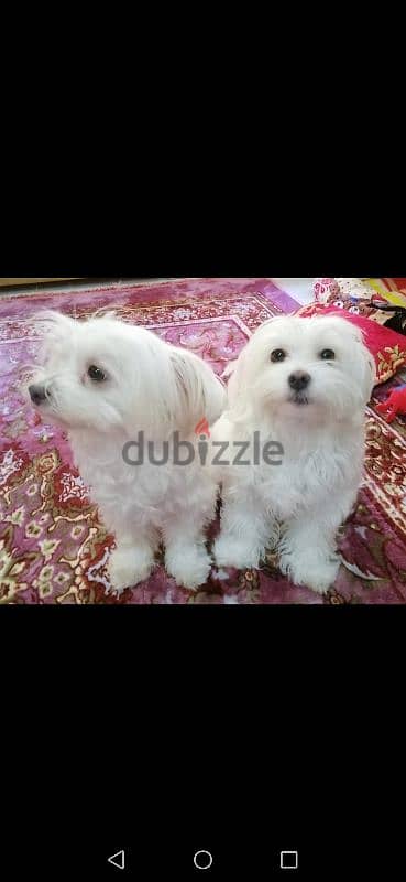 Mini Maltese female dog for adoption due to travel circumstances, 1