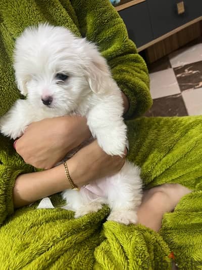 Male mini havanese