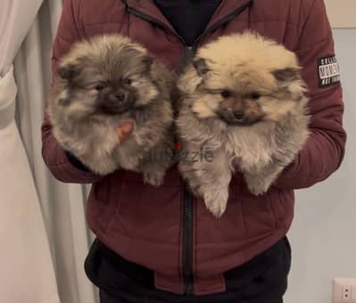 Pomeranian puppies