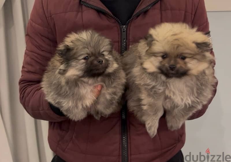 Pomeranian puppies 3