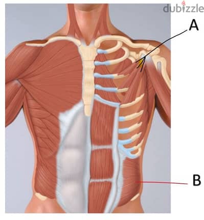 جلسات علاج طبيعي منزليه