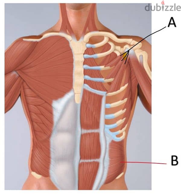 جلسات علاج طبيعي منزليه 0