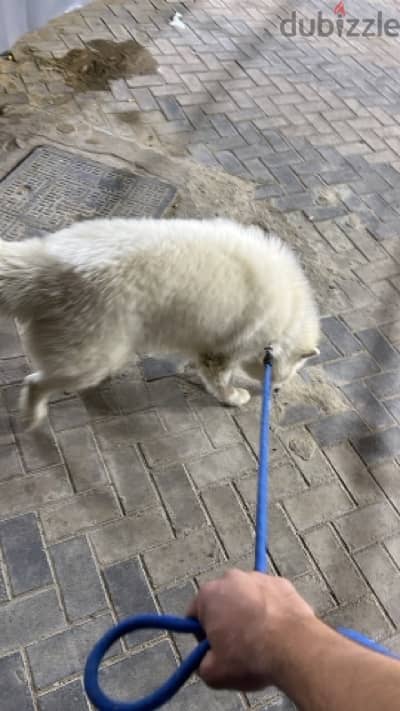 Samoyed/ Husky