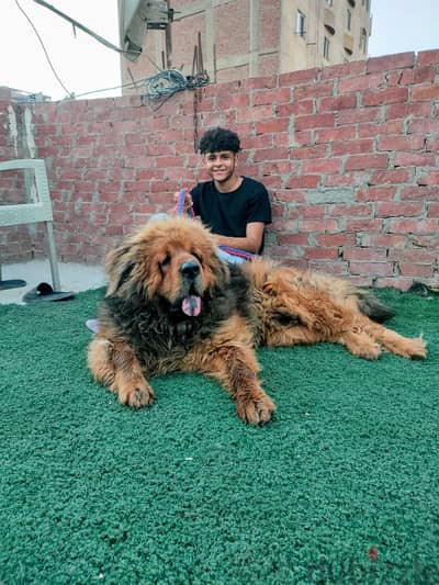 tibetanmastiff