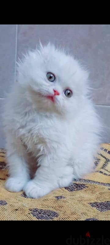 Scottish fold long hair  male and female 48 days