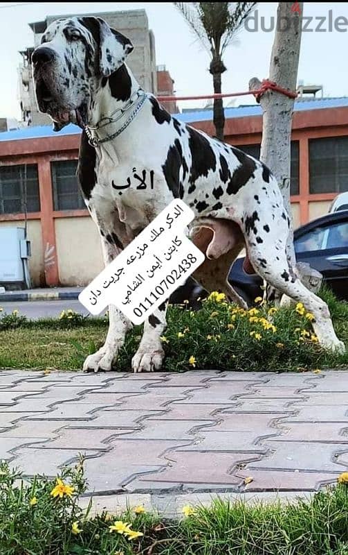 جريت دان Great Dan 4