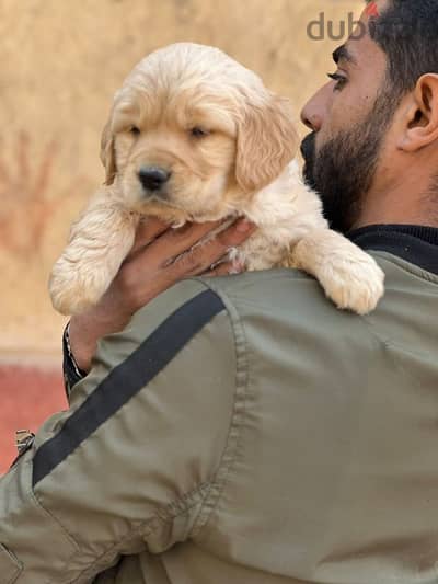 top quality of golden retriever puppies