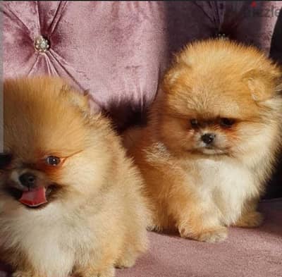 puppy Pomeranian