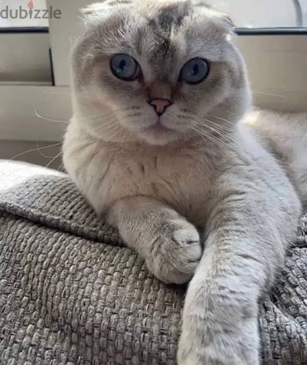 Scottish fold maleسكوتش دبل فولد 0