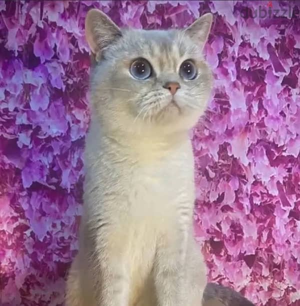 Scottish fold maleسكوتش دبل فولد 1