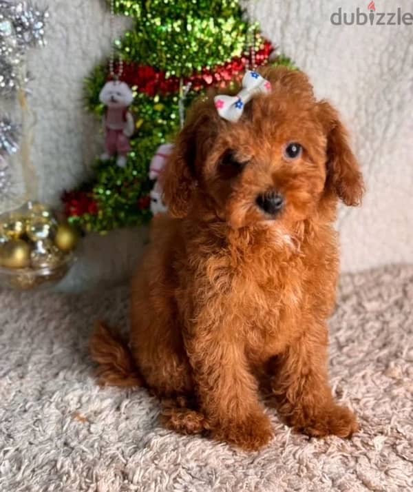 Toy poodle red brown females from Russia 0