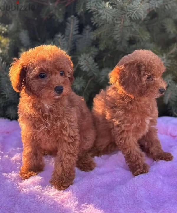 Toy poodle red brown females from Russia 1