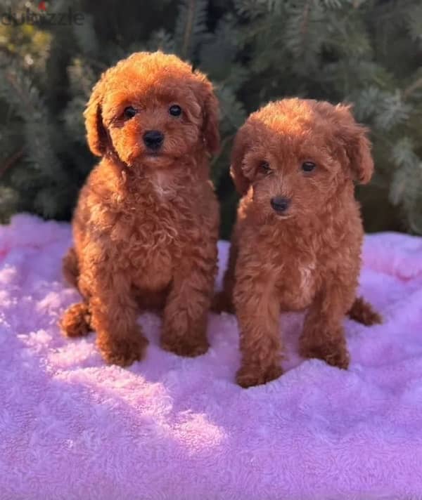 Toy poodle red brown females from Russia 2