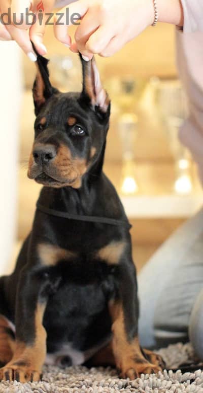 Doberman puppy boy from Russia