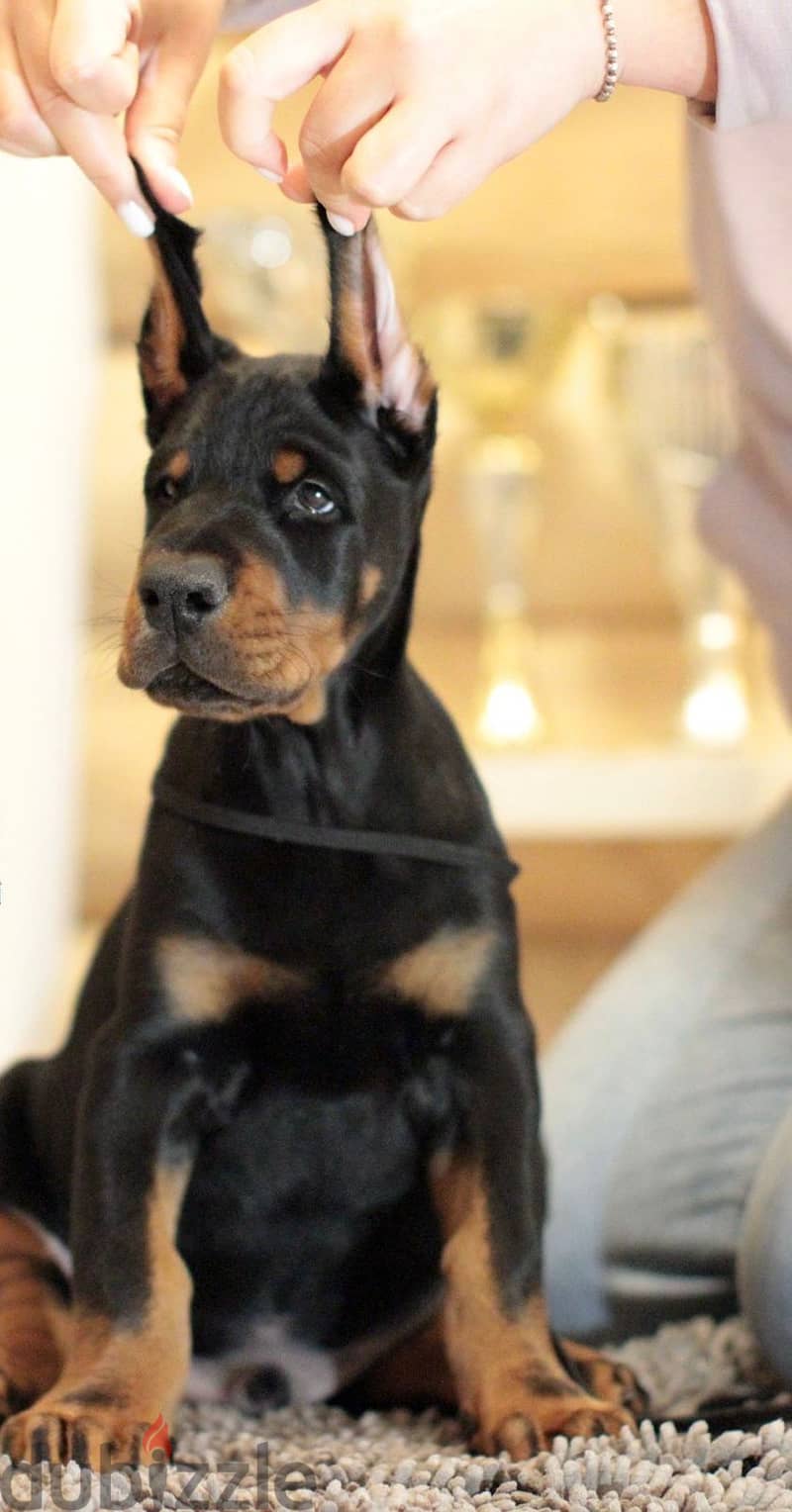 Doberman puppy boy from Russia 1