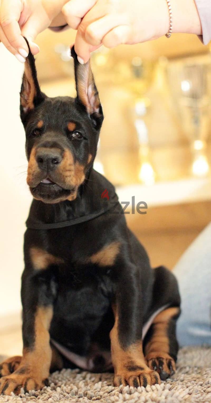 Doberman puppy boy from Russia 2