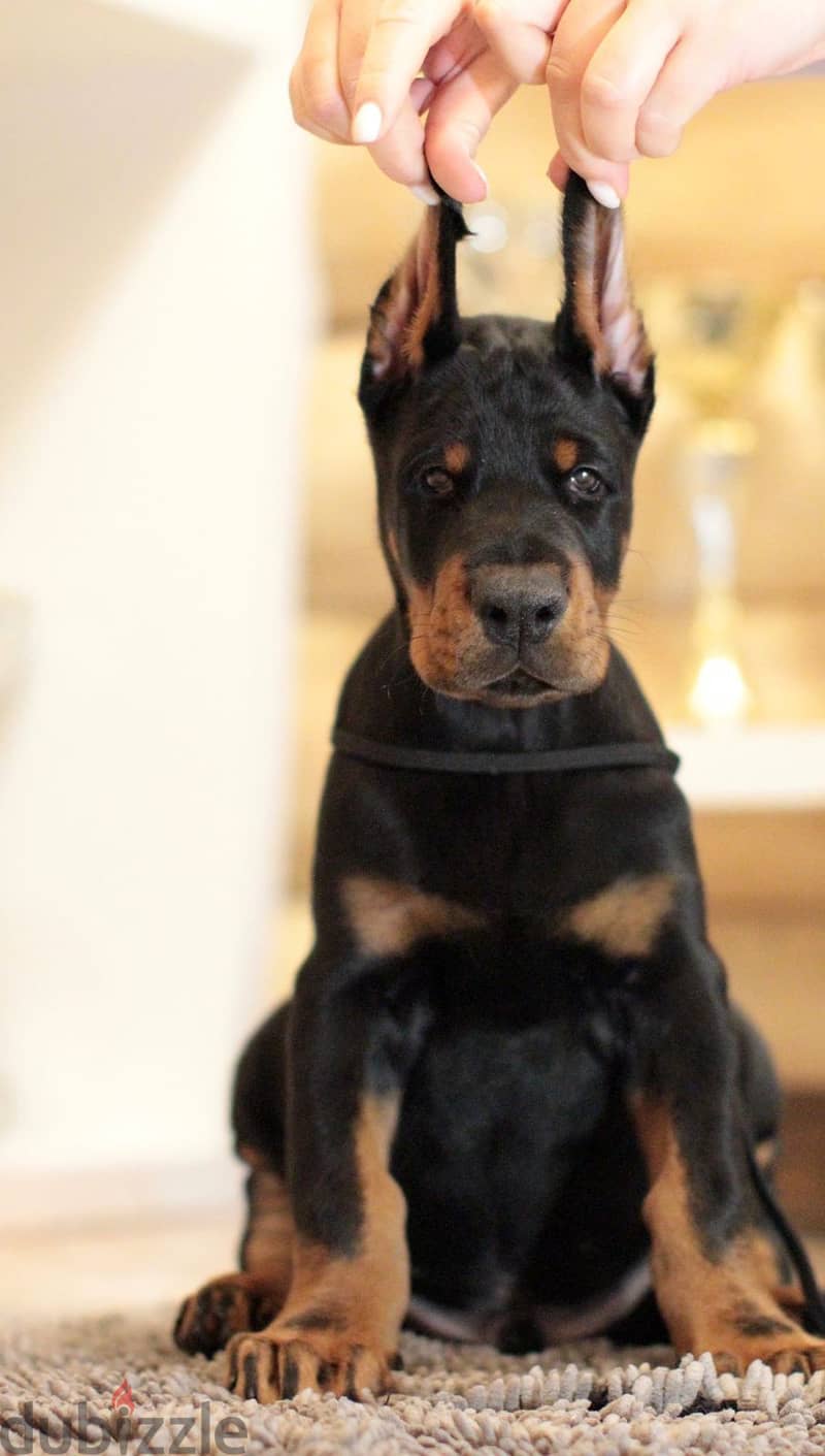 Doberman puppy boy from Russia 3