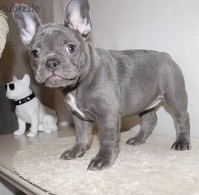 French bulldog puppy female from Russia